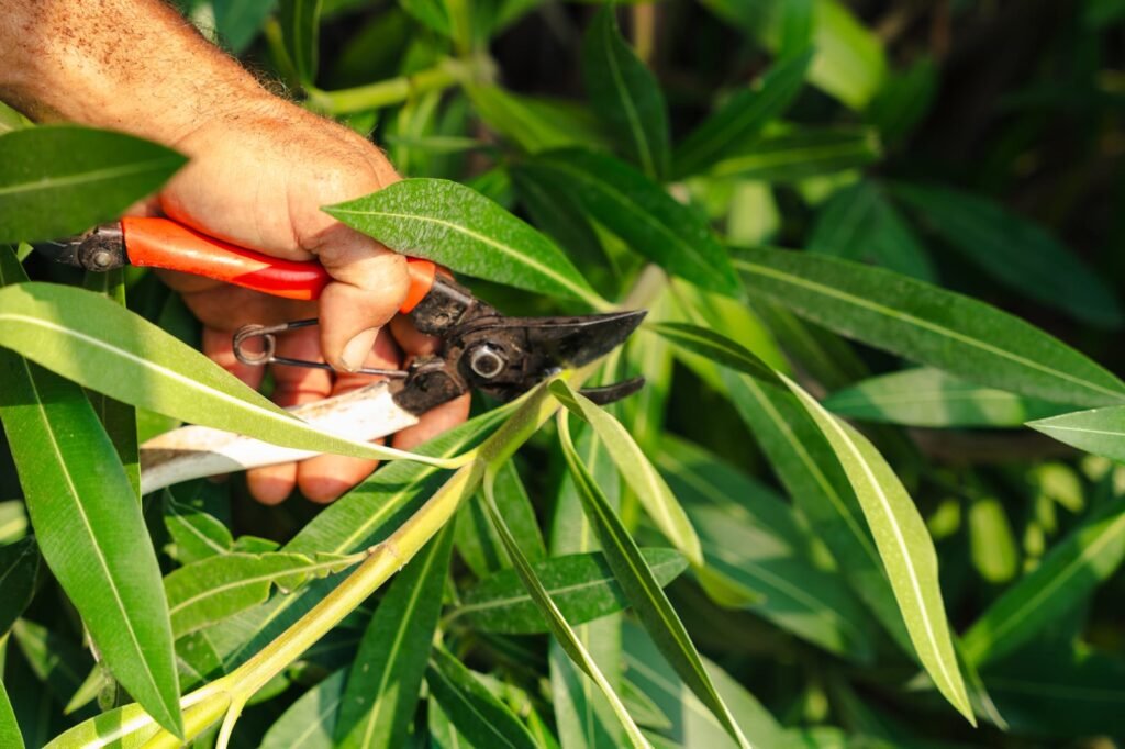Garden Maintenance on Demand North London