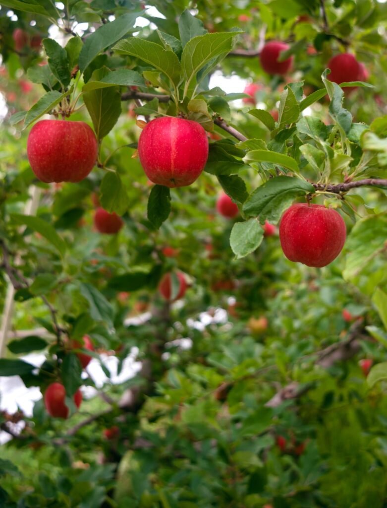 Fruit Tree Pruning North London 